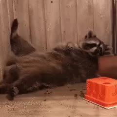 GIF Preview