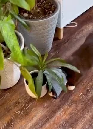 GIF Preview