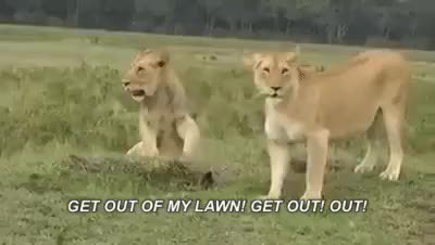 GIF Preview