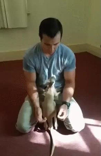 GIF Preview