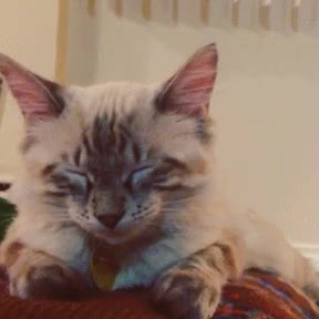 GIF Preview