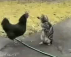 GIF Preview