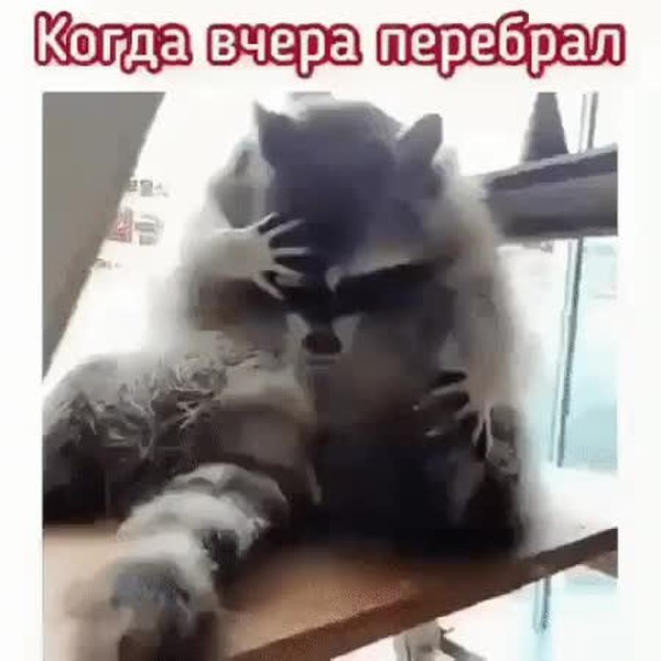 GIF Preview