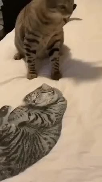 GIF Preview