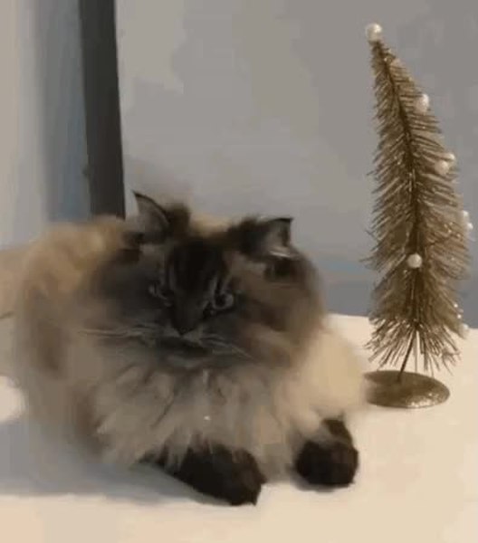 GIF Preview