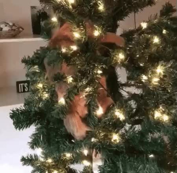 GIF Preview