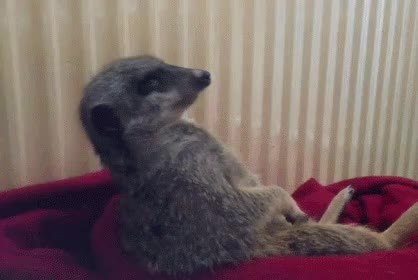 GIF Preview
