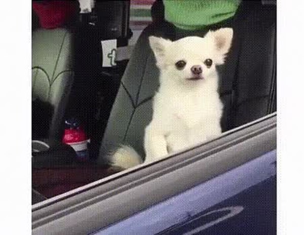 GIF Preview