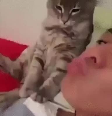 GIF Preview