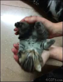 GIF Preview
