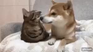 GIF Preview