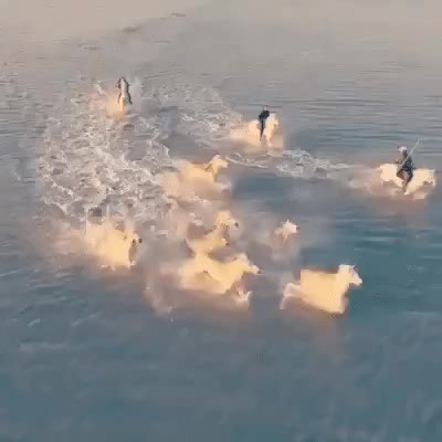GIF Preview