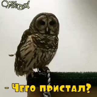 GIF Preview