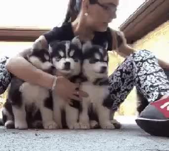 GIF Preview