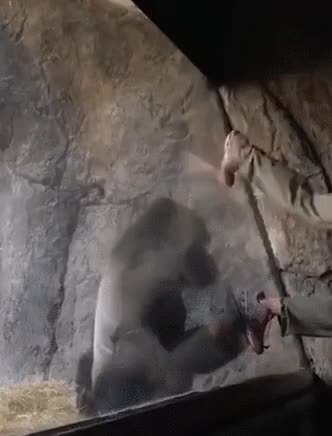 GIF Preview
