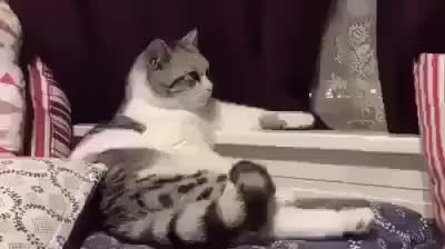 GIF Preview