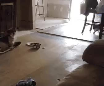 GIF Preview