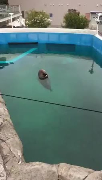 GIF Preview