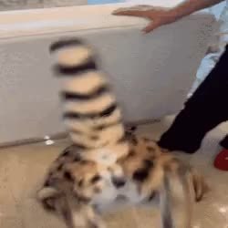 GIF Preview