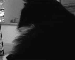 GIF Preview