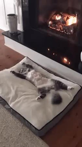 GIF Preview