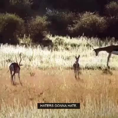 GIF Preview