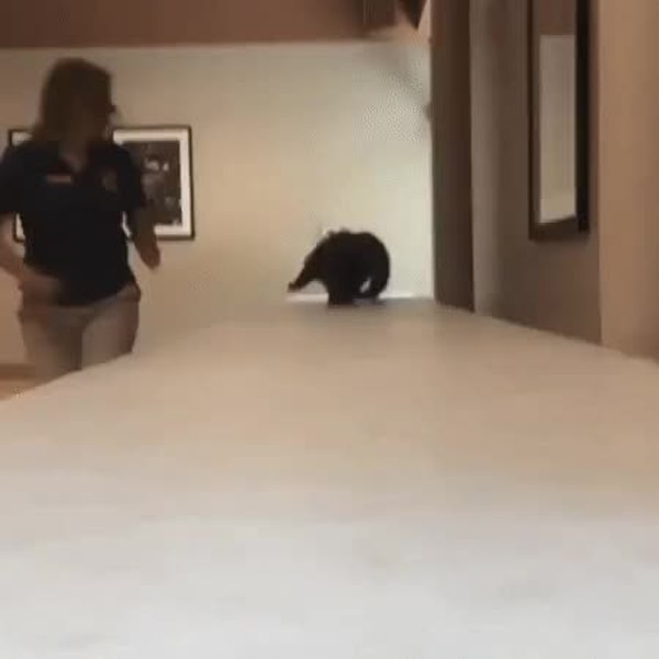 GIF Preview