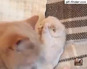 GIF Preview