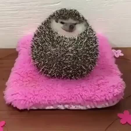 GIF Preview