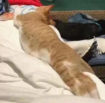 GIF Preview