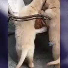 GIF Preview