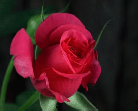 GIF Preview
