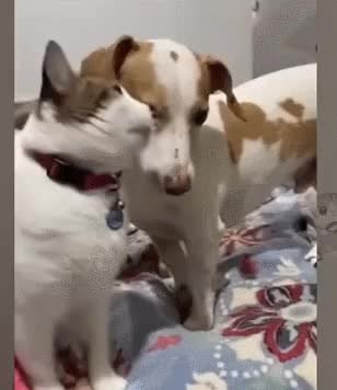 GIF Preview
