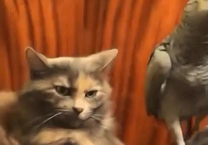 GIF Preview
