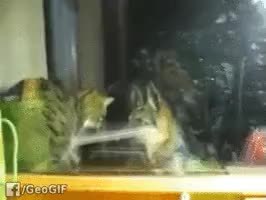 GIF Preview