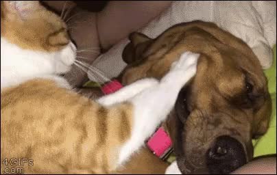 GIF Preview