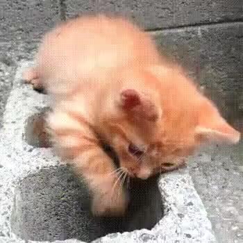 GIF Preview