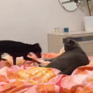 GIF Preview