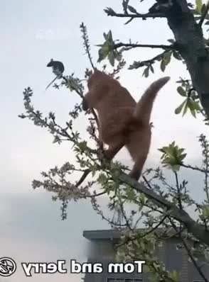 GIF Preview
