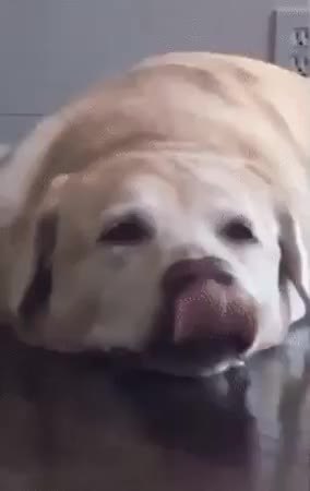 GIF Preview