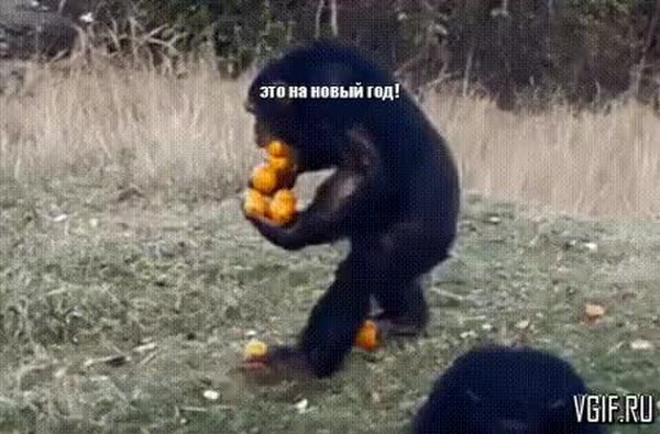 GIF Preview