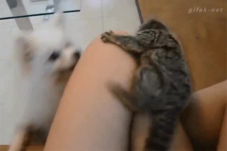 GIF Preview