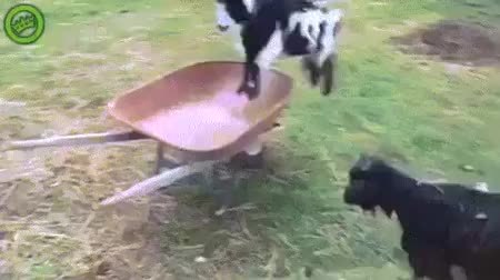 GIF Preview