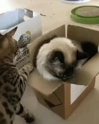 GIF Preview