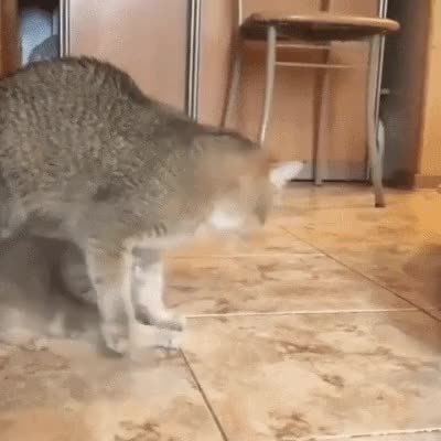 GIF Preview