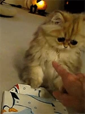 GIF Preview