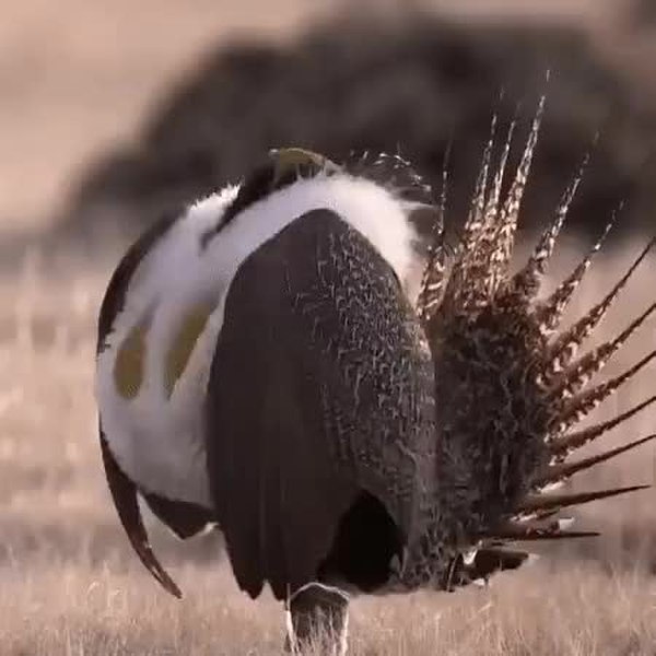 GIF Preview