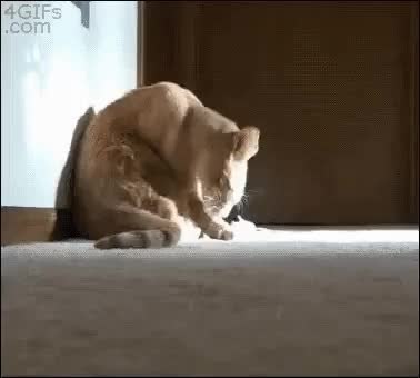 GIF Preview