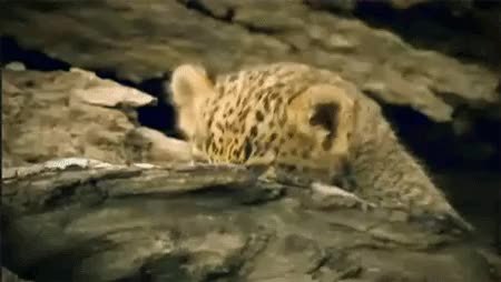 GIF Preview