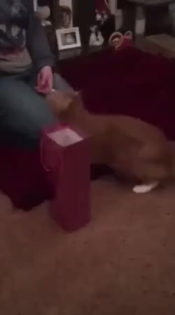 GIF Preview
